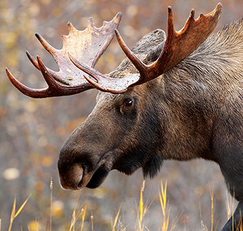 Backcountry Backup: Defending Your Life and Property