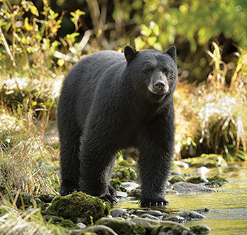Fanged Foes: Self-Defense Against Grizzlies and Black Bears