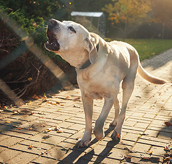 Canine Attacks: Self-Defense Against Animals, Part 1
