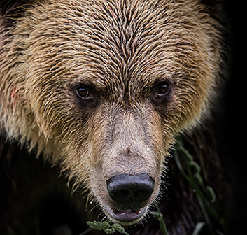Bear Encounters: Self-Defense Against Animals, Part 2