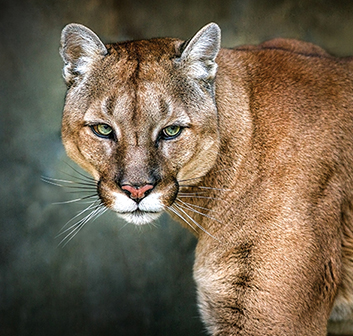 Mountain Lions: Self-Defense Against Animals, Part 3