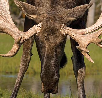 Moose, Feral Hogs, Snakes and Gators: Self-Defense Against Animals, Part 4