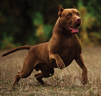 When Animals Attack: How to Treat Bite Wounds